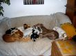 couchpotats2141.jpg