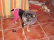 Aisha nach schwerer OP