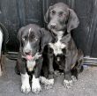Flutopfer Bonnie & Clyde