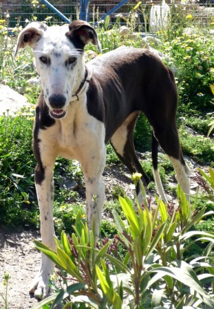 REY RÜDE GALGO ESPANOL